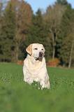 LABRADOR 375